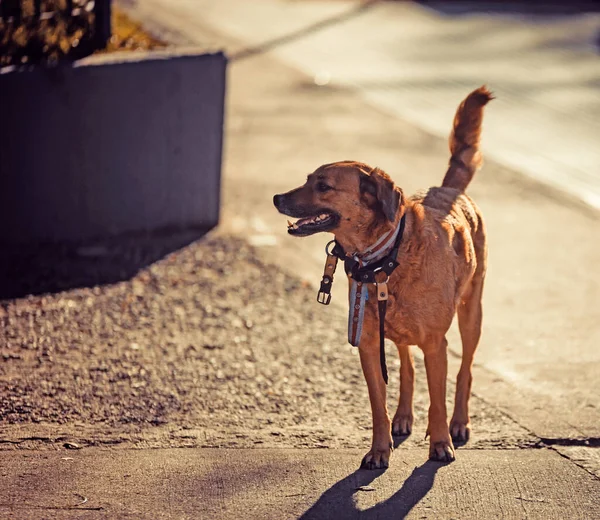Собака Парку Крупним Планом — стокове фото