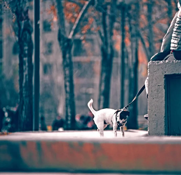Aranyos Kutya Játszik Parkban — Stock Fotó