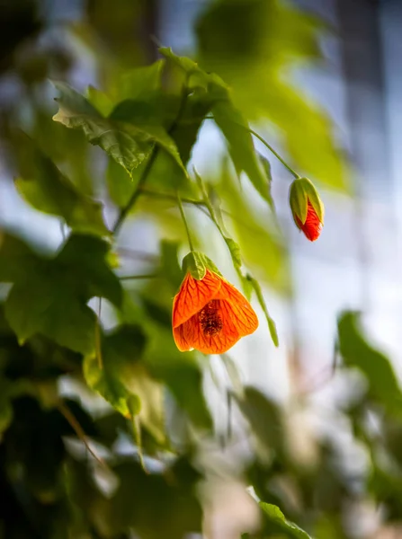 美しいオレンジの花のクローズアップ — ストック写真