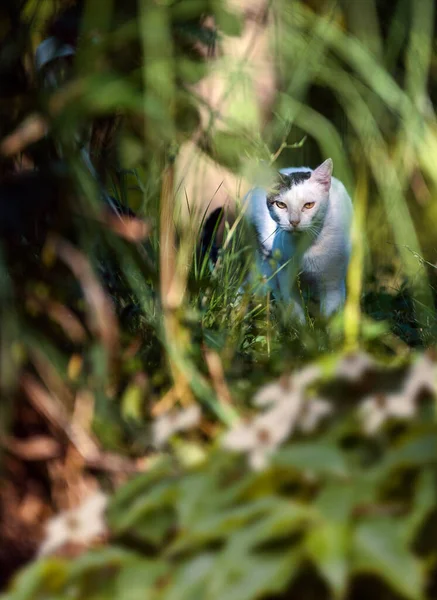 Katze Garten Blickt Kamera — Stockfoto