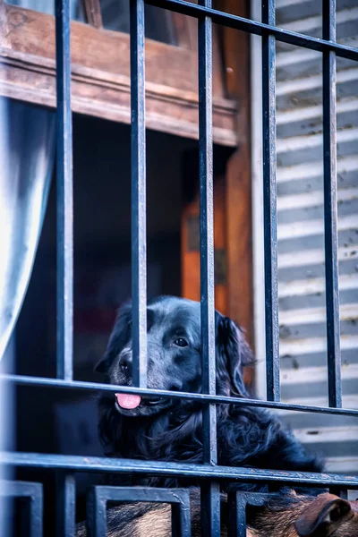 Cão Preto Descansando Varanda — Fotografia de Stock