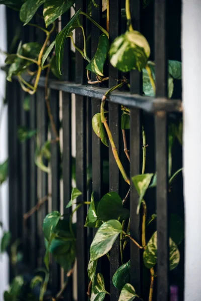 Green Plant City Fence — Stockfoto