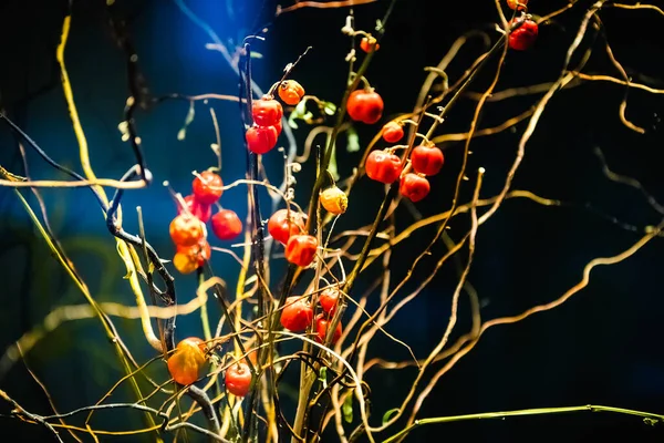 Kırmızı Meyveler Bir Ağaç Dalında — Stok fotoğraf