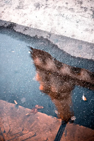 Closeup Shot Paddle Reflection — Fotografia de Stock