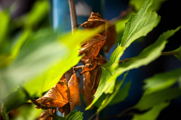 Yellow Leaves Tree Close View — Stockfoto