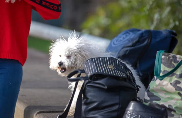 Mignon Chien Blanc Assis Sur Banc — Photo