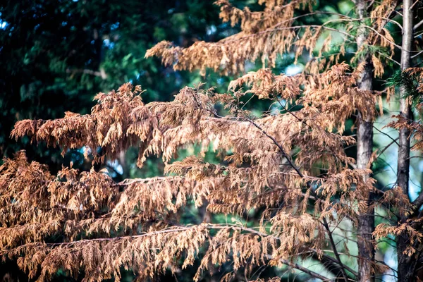 Κοντινή Προβολή Των Φθινοπωρινών Κλαδιών Δέντρων — Φωτογραφία Αρχείου