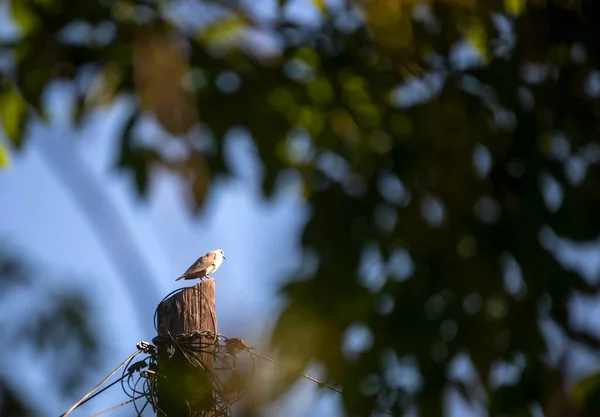 Bird Tree Close View — Stock Photo, Image