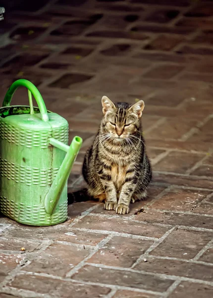 Gato Sentado Chão — Fotografia de Stock