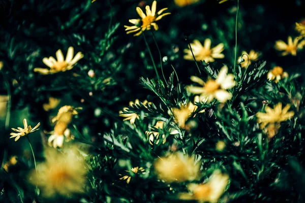 Güzel Çiçekleri Görmek — Stok fotoğraf