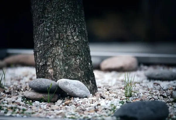 Красивий Вид Камені Біля Дерева — стокове фото