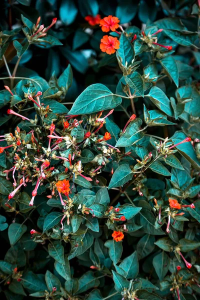 Groene Bladeren Van Een Boom Tuin — Stockfoto