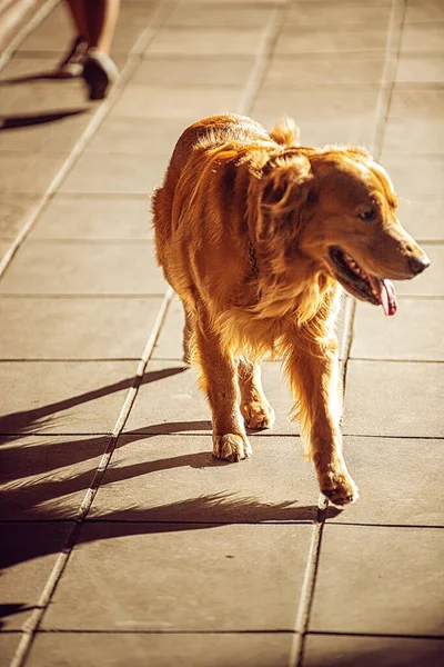 Cane Nel Parco Piedi Solo — Foto Stock