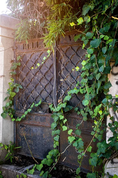 Old Metal Gates Ivy Leaves — ストック写真