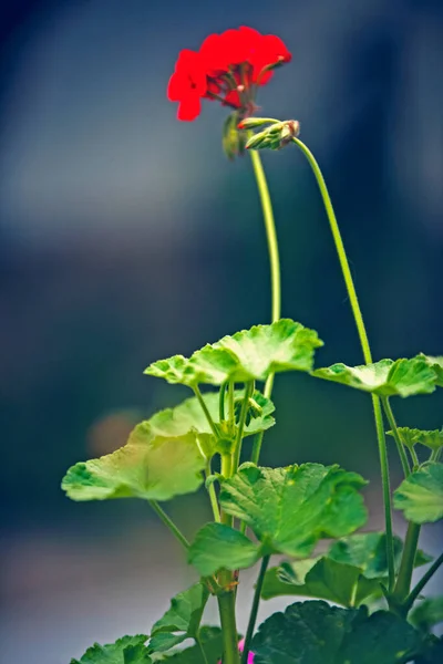 Красива Червона Квітка Саду — стокове фото