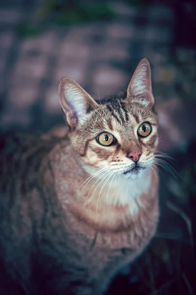 Lindo Gato Con Ojos Verdes — Foto de Stock