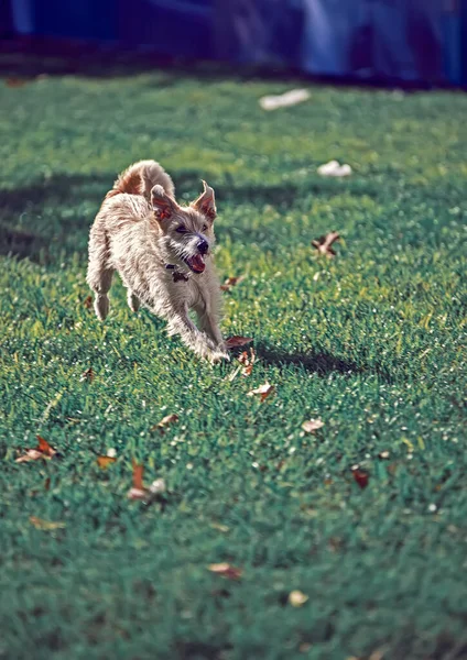 Netter Hund Auf Grünem Gras — Stockfoto