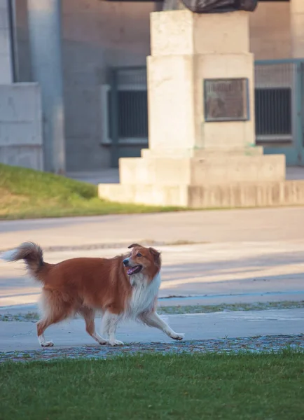 Νεαρό Χαριτωμένο Σκυλί Στο Πάρκο — Φωτογραφία Αρχείου