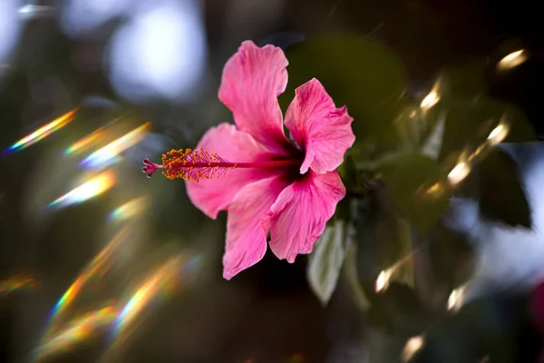 Красива Рожева Квітка Саду — стокове фото