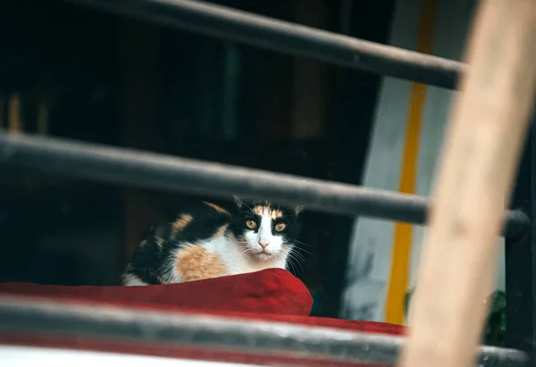 Gato Sentado Travesseiro Perto Janela — Fotografia de Stock