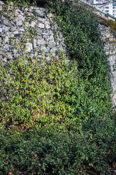 Lierre Vert Poussant Dans Jardin — Photo