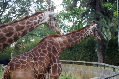 Ağaçların yanında duran iki zürafa.