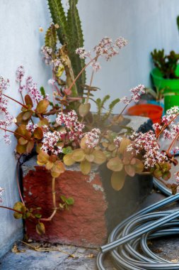 Tencerede büyüyen renkli çiçekler