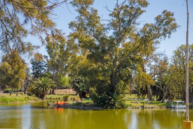 Sakin yeşil göleti çevreleyen yemyeşil ağaçlar