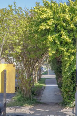 Yol yeşil yapraklarla çevrili.