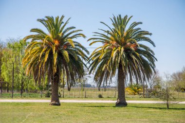 Güneş ışığında iki uzun palmiye ağacı