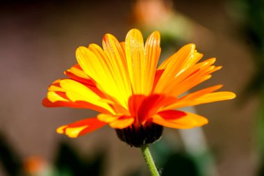 Güneş ışığında açan parlak turuncu çiçek.