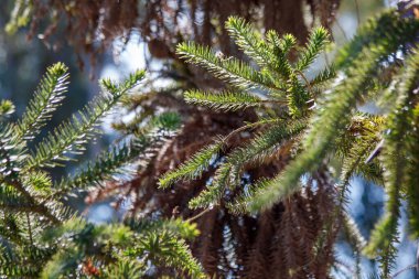 Yeşil çam ağacı dalları yakın çekim