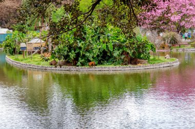 Sakin sularla çevrili bir ada
