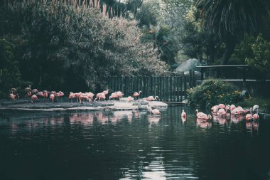 Flamingolar durgun suyun yanında duruyorlar