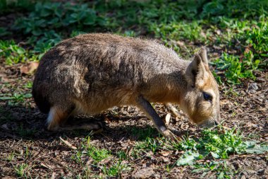 Küçük hayvan yeşil çimlerde otluyor.