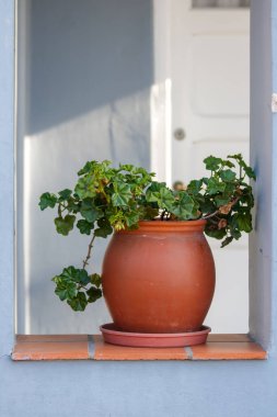 Pencere pervazında duran saksı bitkisi