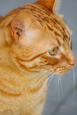 Turuncu kedi tarafına seyir