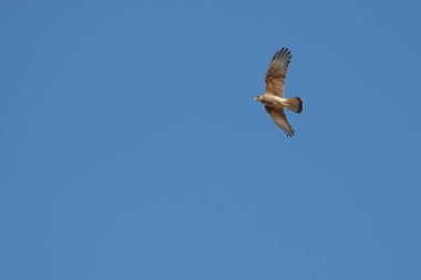 Şahin açık mavi gökyüzünde süzülüyor