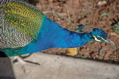 Canlı mavi tüyler sergileyen tavus kuşu
