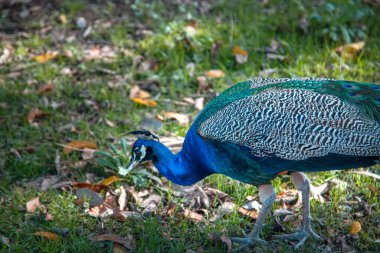 Yeşil çimenlerin üzerinde yürüyüş tavus kuşu