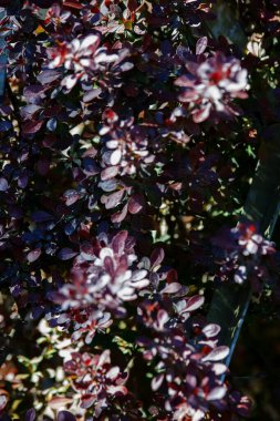 Clusters of purple and white flowers