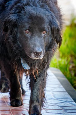 Black dog walking on tiled path
