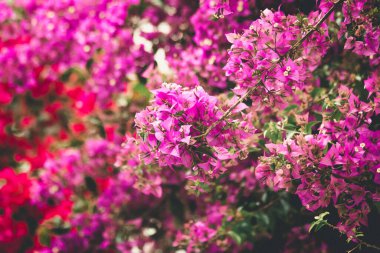 Güzel botanik çekimi, doğal arka plan, çalılıklarda pembe çiçekler.