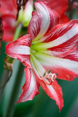 Güzel botanik çekimi, doğal arka plan.