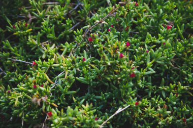 Güzel botanik çekimi, doğal arka plan.