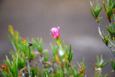 Güzel botanik fotoğrafı, doğal arkaplan