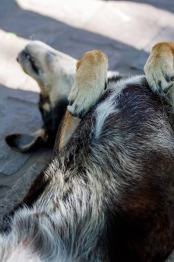 Şirin köpek sokakta sırtüstü yatıyor.