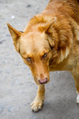 Tatlı kırmızı köpek kameraya bakıyor.