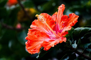 Güzel botanik çekimi, doğal arka plan, kırmızı çiçek.