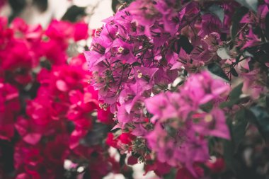 Güzel botanik fotoğrafı, doğal arkaplan